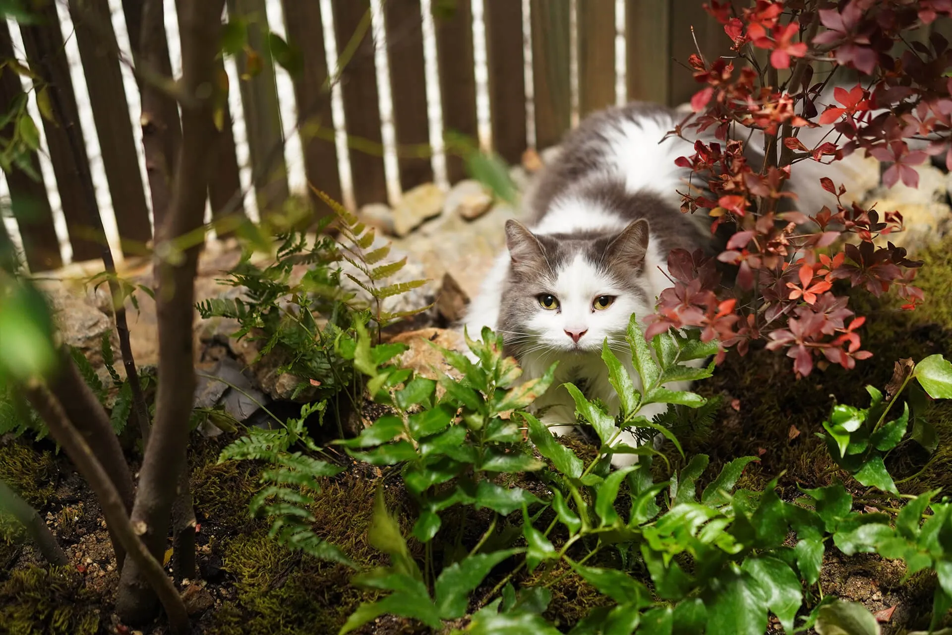 森閑クラシカル